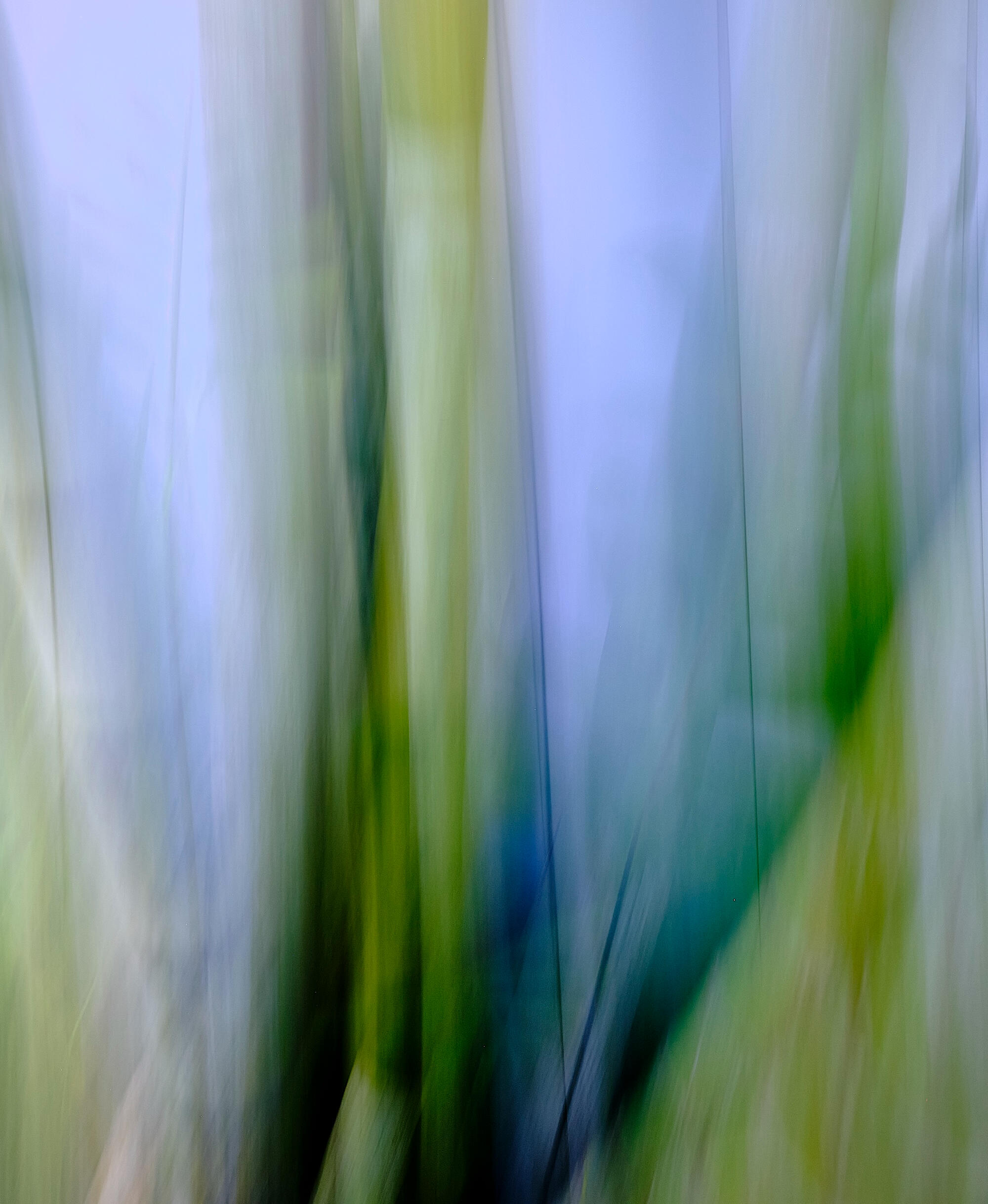 abstract biophilic photograph of green palm fronds from hawaii against blue background, by roxanne darling